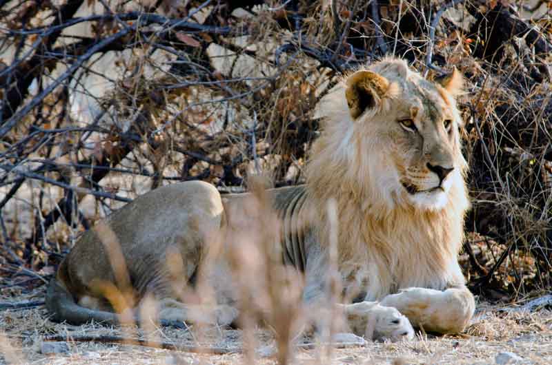 02 - Namibia - leon - parque nacional de Etosha